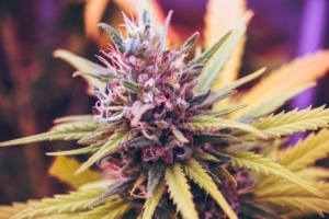 Hybrid Marijuana