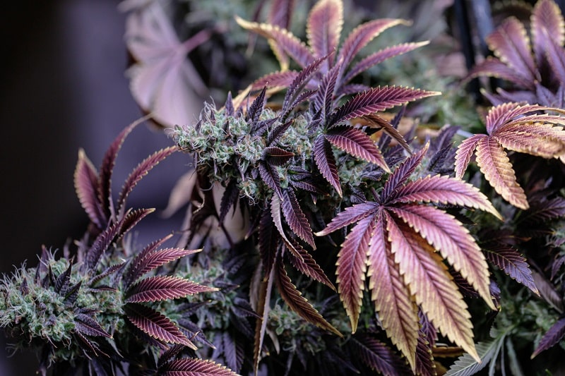 California cannabis strains