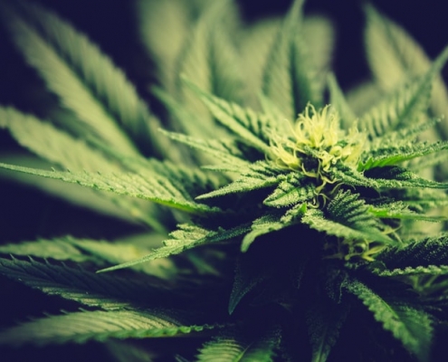 california weed strains