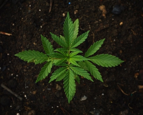 Marijuana Strain