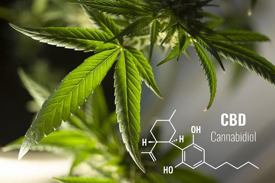 Cannabinoids 101 - CBD