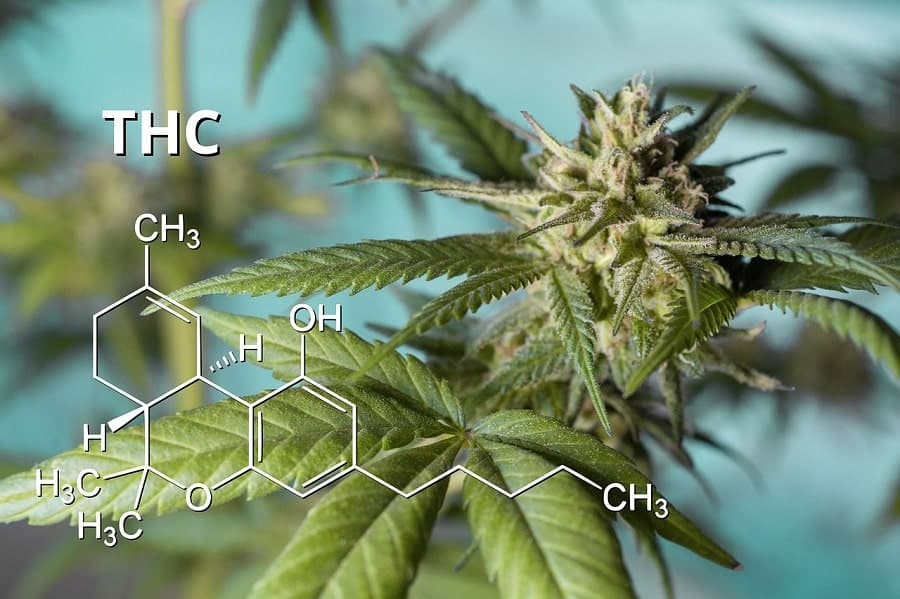 Cannabinoids 101 - THC