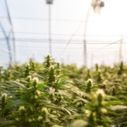is it legal to grow marijuana in California