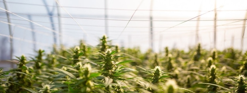 is it legal to grow marijuana in California