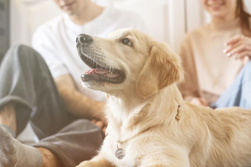 cbd products for pets