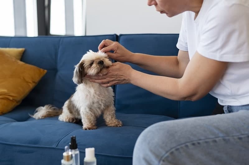 what is cbd for pets