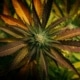 cannabis concentrates