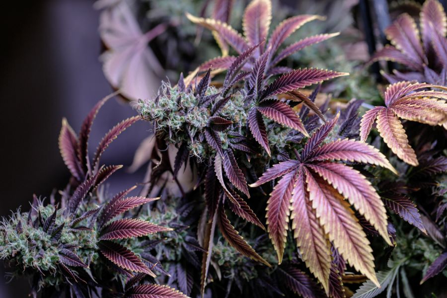 male vs female cannabis plant