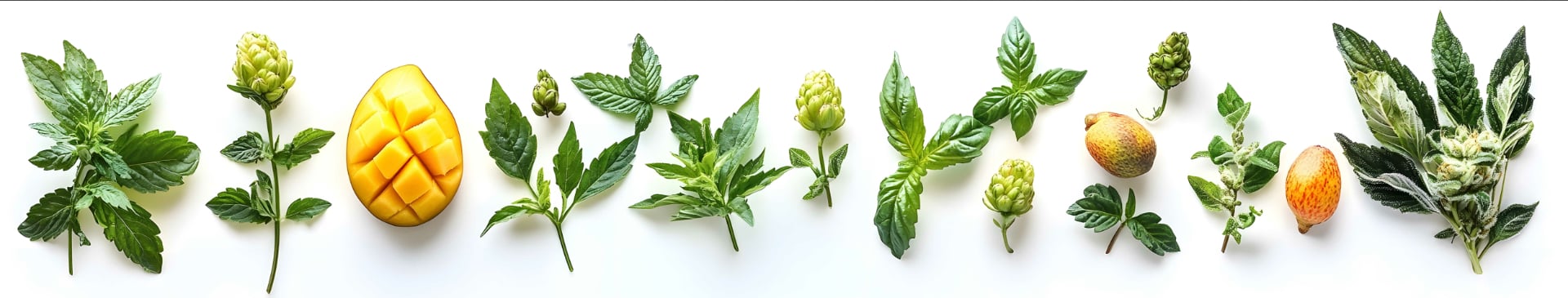 myrcene effects 