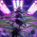 autoflowering vs photoperiod