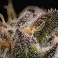 cannabis trichomes