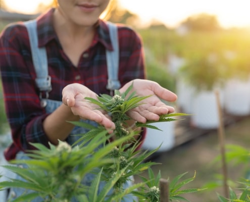 top sativa strains