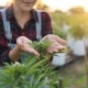 top sativa strains