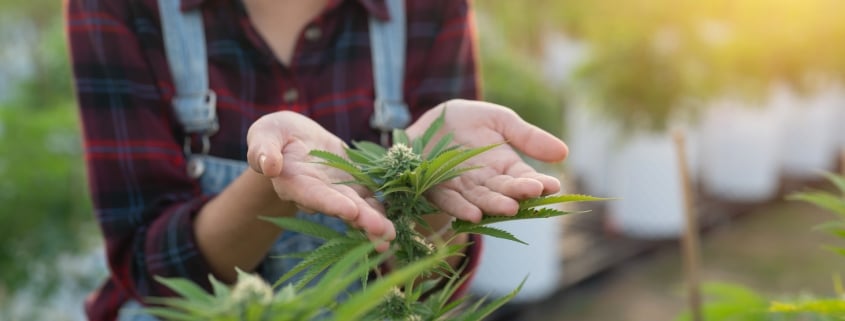 top sativa strains