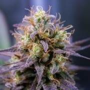 purple milk strain
