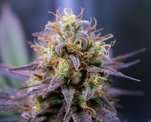 purple milk strain