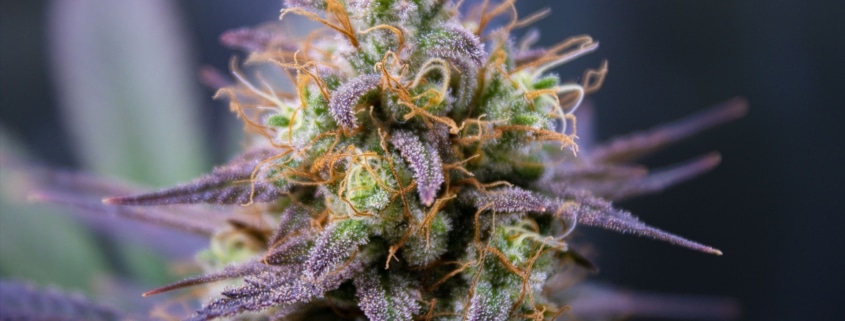 purple milk strain