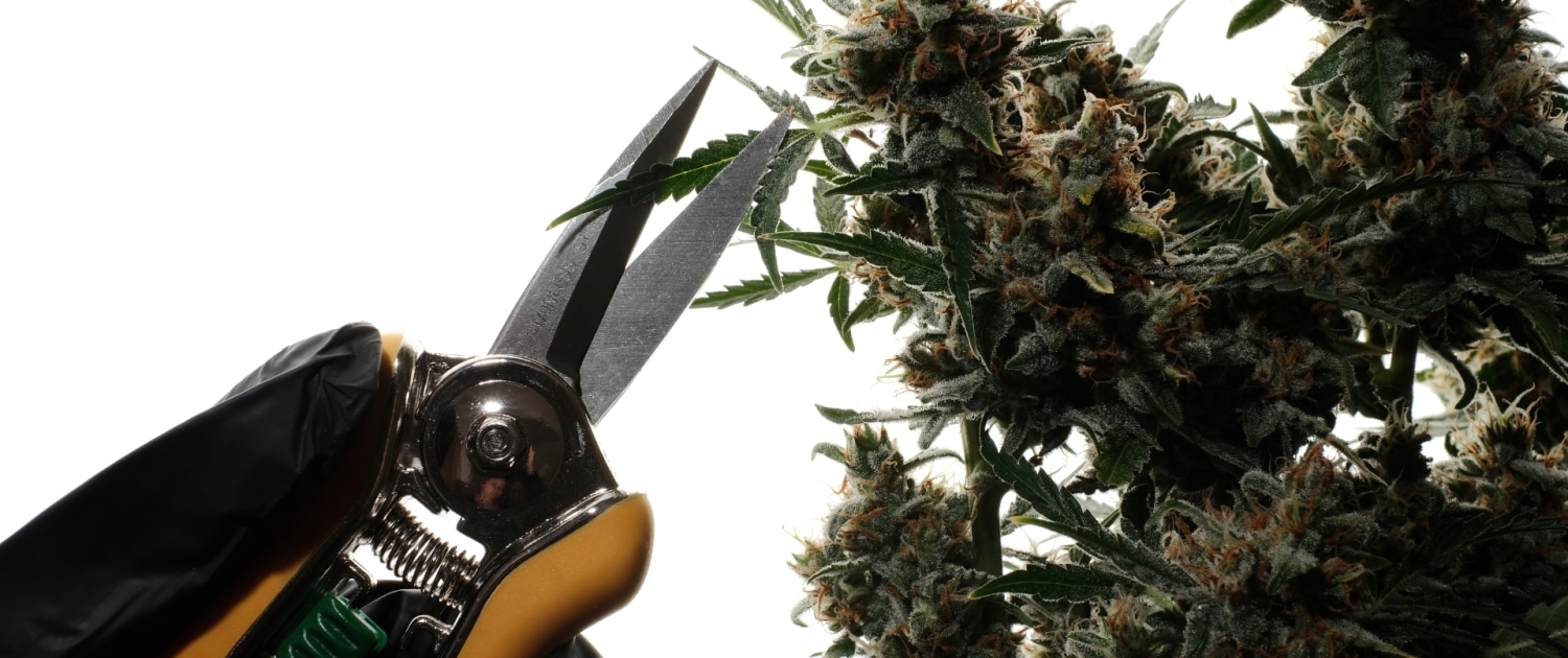 how to harvest weed 