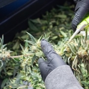harvesting cannabis