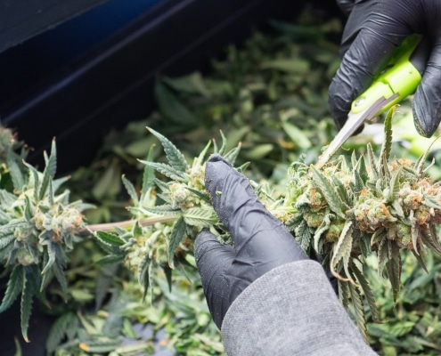 harvesting cannabis