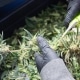 harvesting cannabis