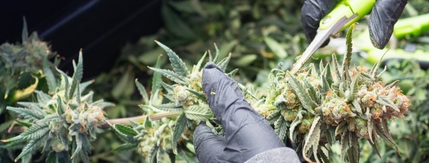 harvesting cannabis