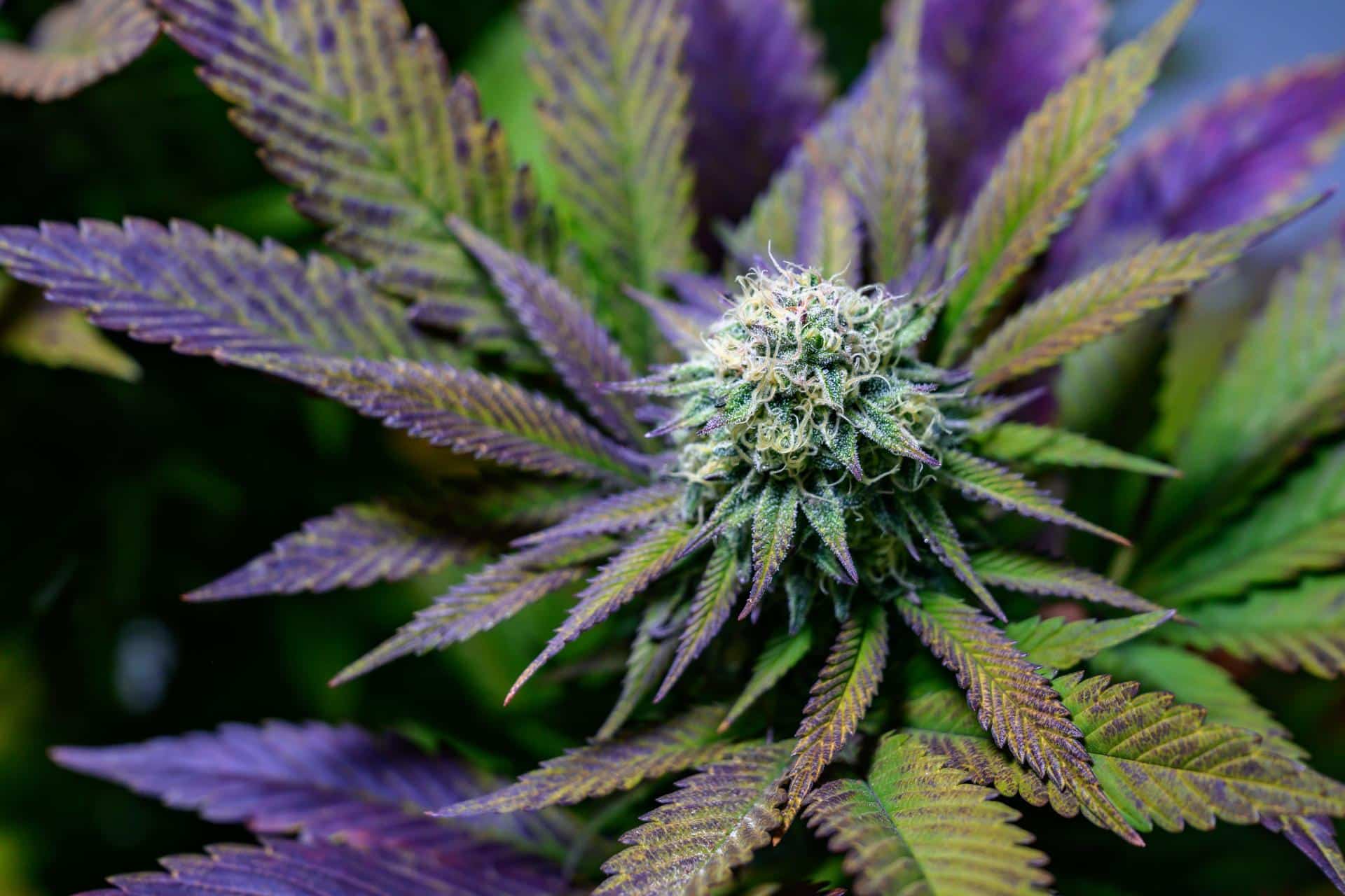purple weed
