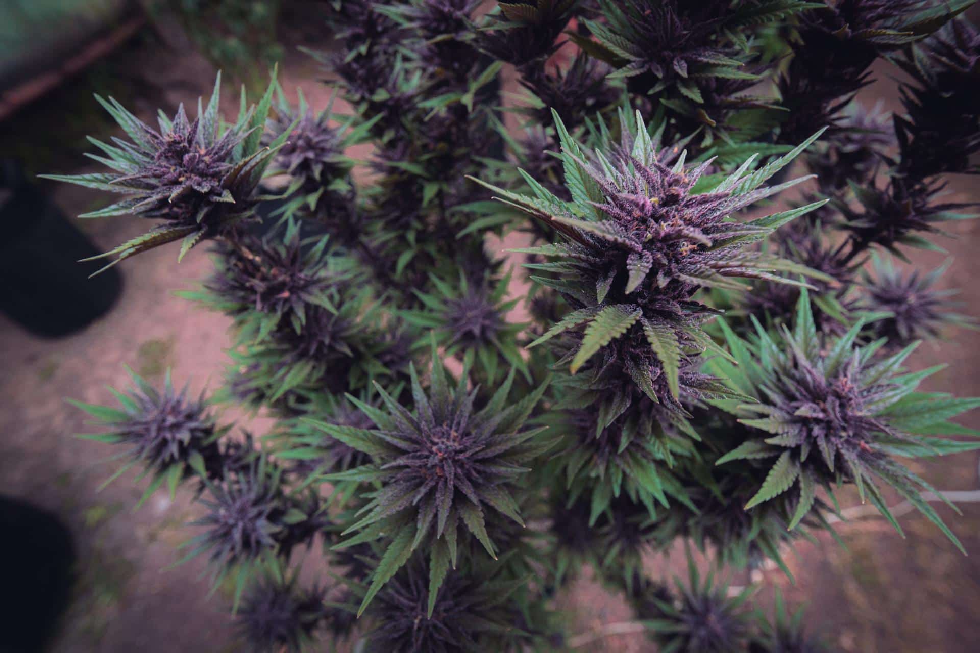  Purple Cannabis 
