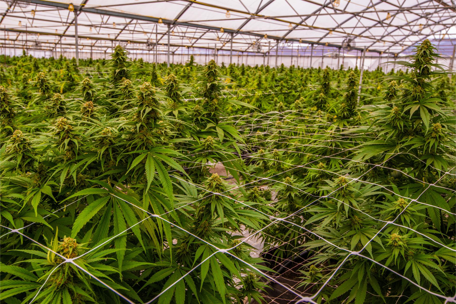  cannabis growing 