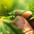 cannabis growing