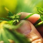 cannabis growing