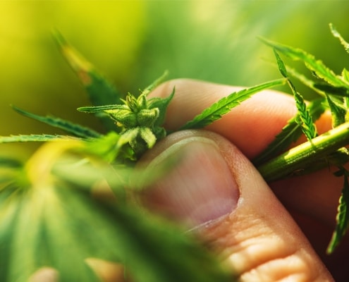 cannabis growing