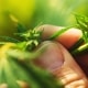cannabis growing