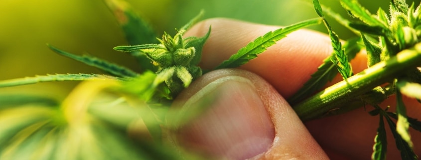 cannabis growing
