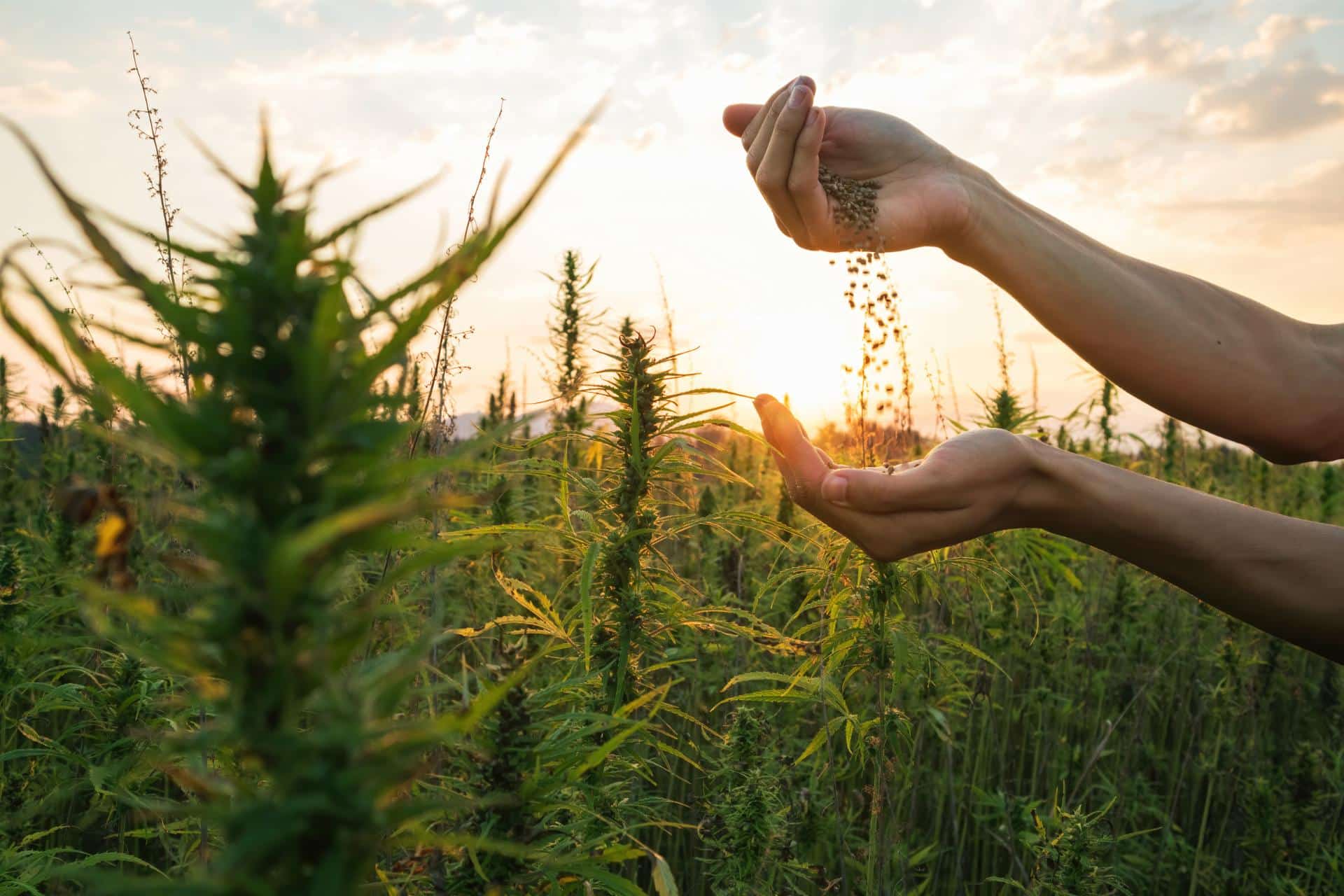 how to grow cannabis