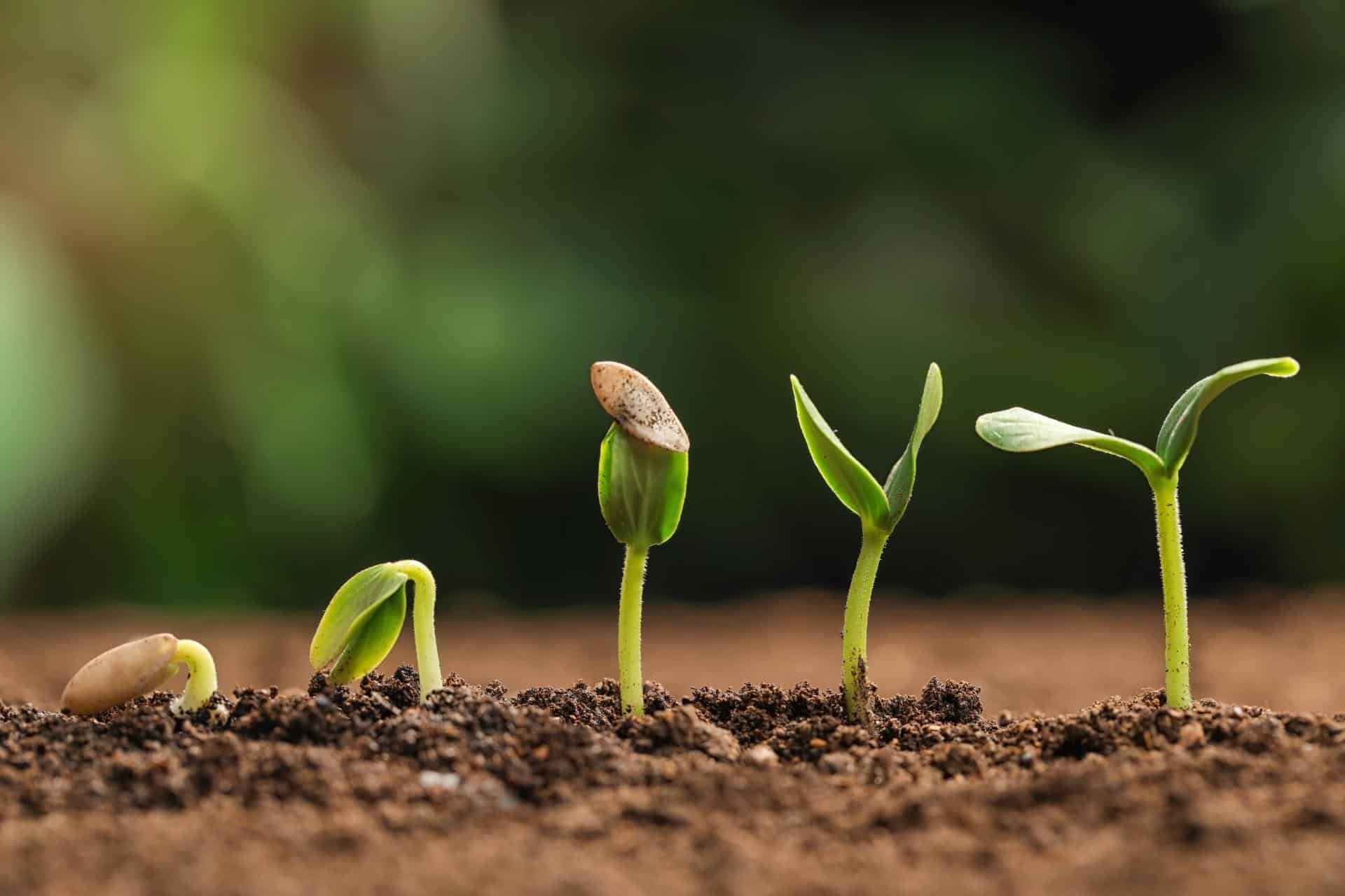 growing cannabis