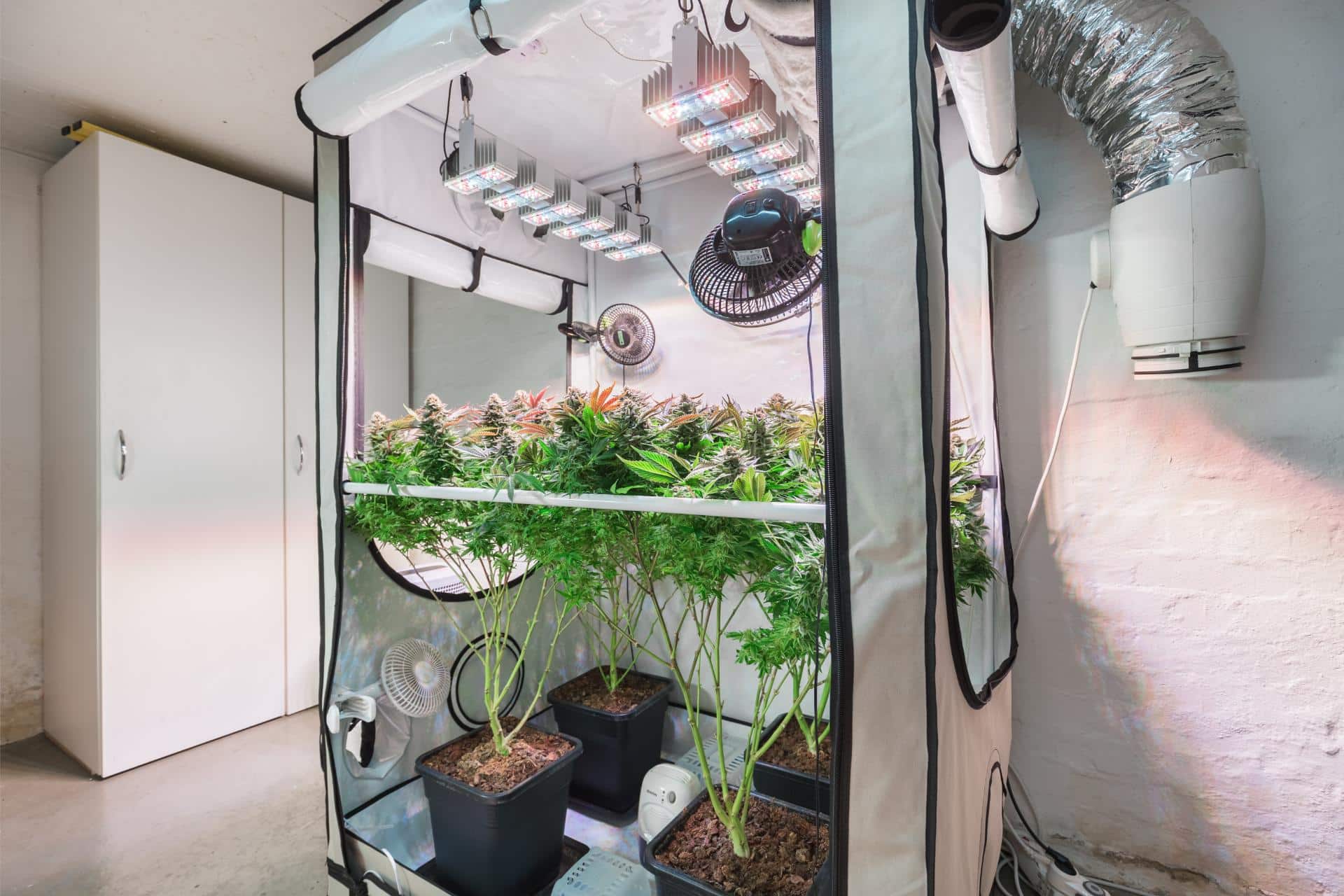 how to grow cannabis