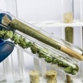 best indica strains