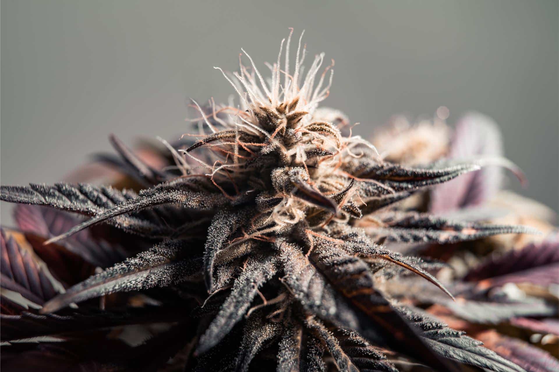 northern lights strain

