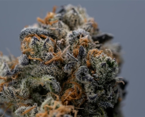 blue dream strain