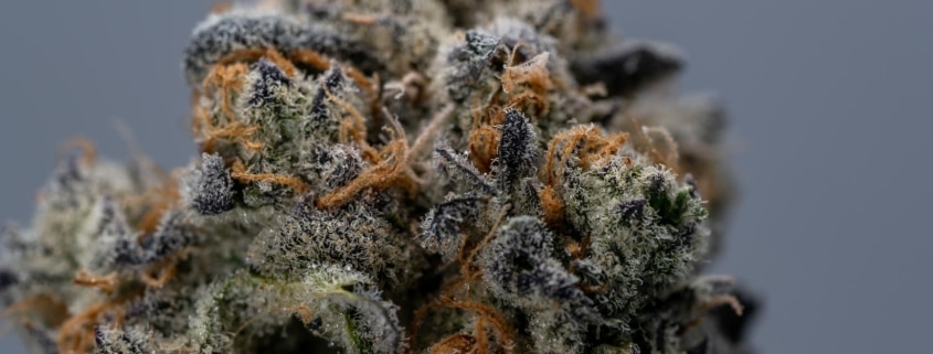 blue dream strain