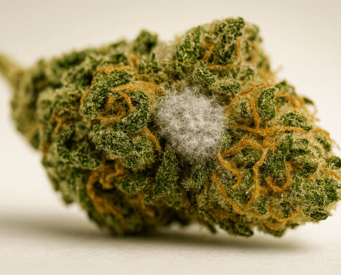 moldy weed