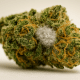 moldy weed