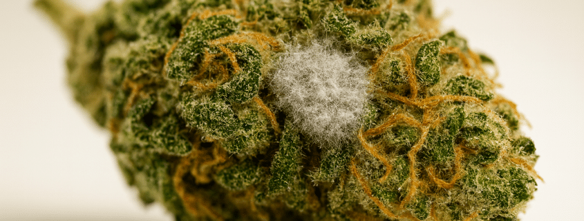 moldy weed