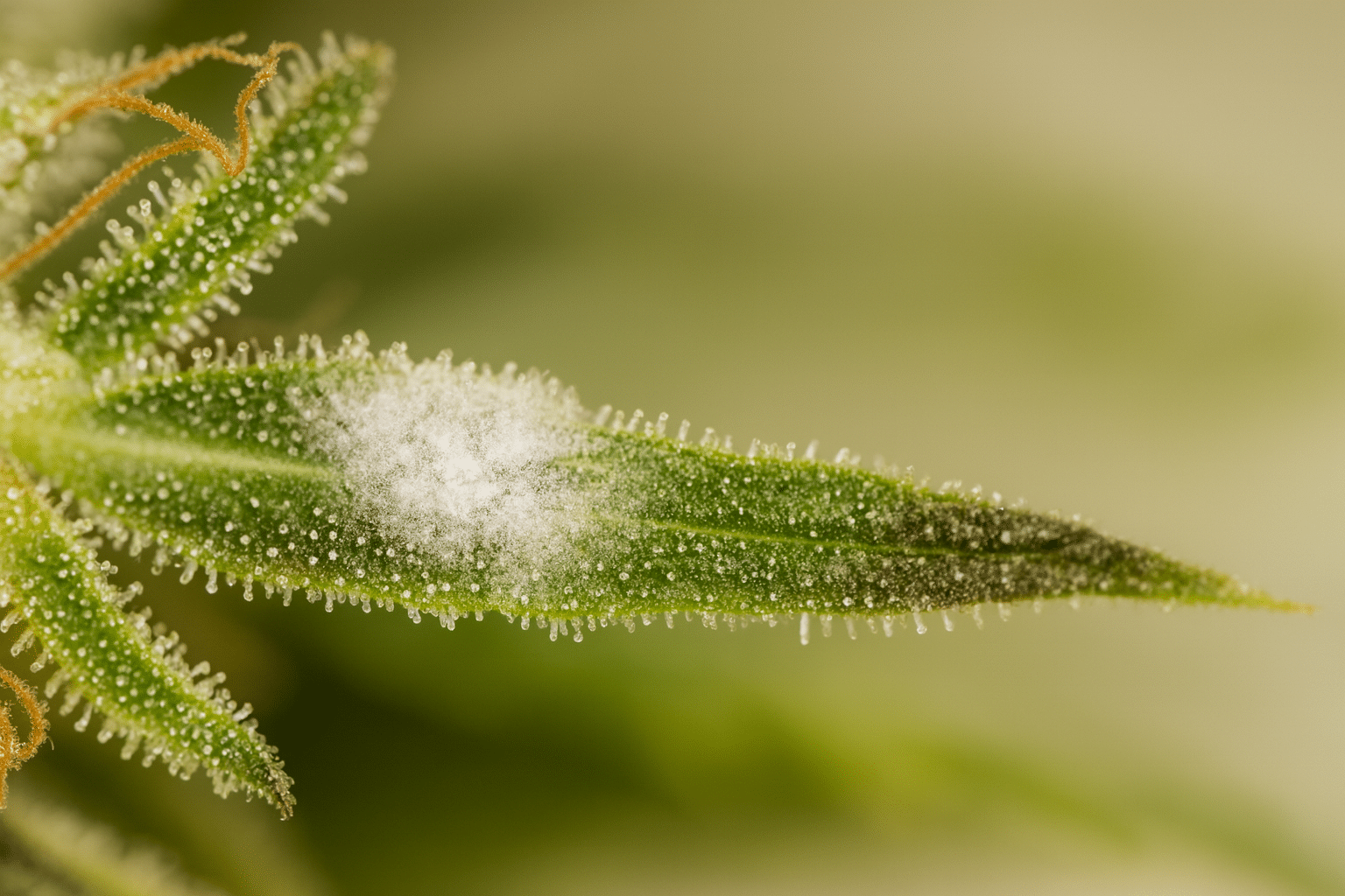 moldy weed