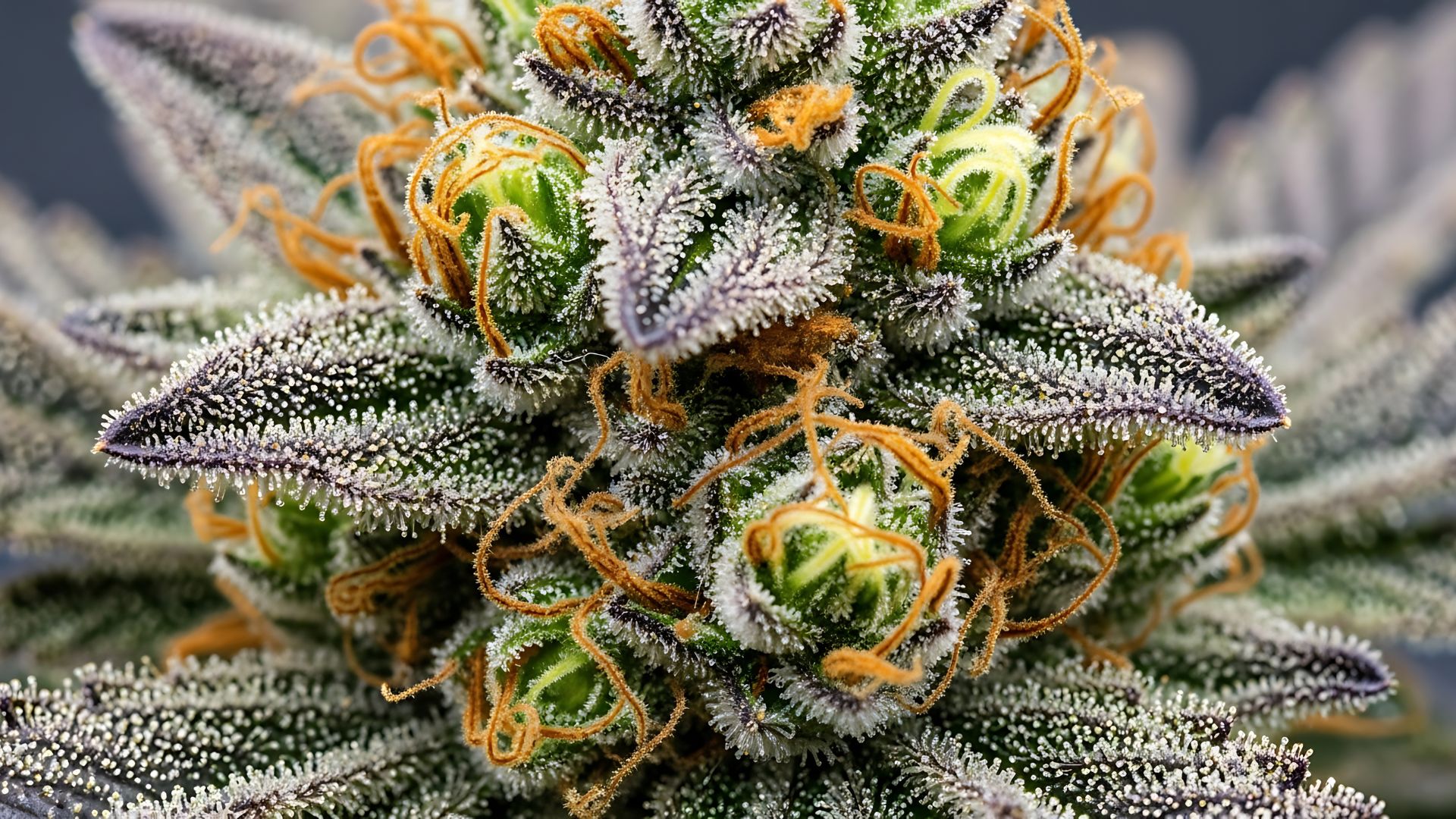 Close-up of frosty cannabis flower showcasing trichomes typical of the northern lights strain